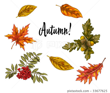 Various green and orange autumn leaves and growths Various green and orange autumn leaves and growths 33677625