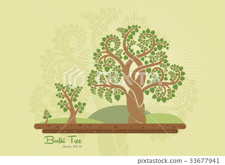 Bodhi tree (Sacred tree, Ficus religiosa L.) 33677941