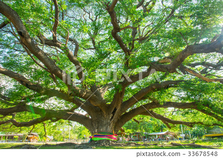 big tree 33678548