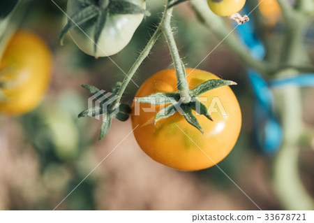 Immature tomato in the greenhouse. 33678721