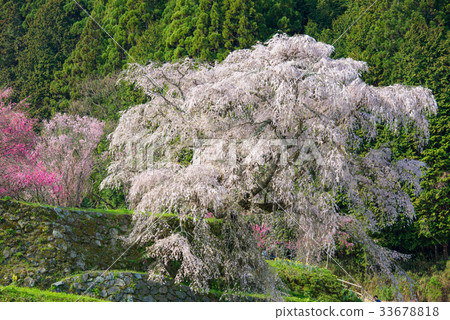 櫻桃樹 櫻桃樹 33678818