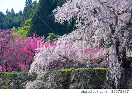 櫻桃樹 櫻桃樹 33678827