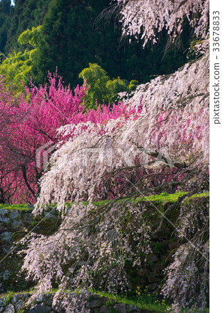 Cherry Blossoms	 33678833
