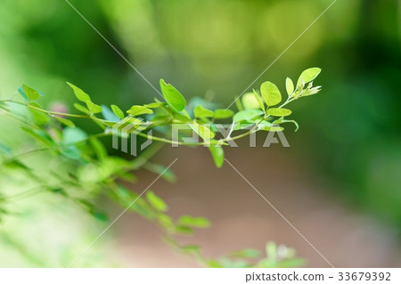 Marubahagi leaves 33679392