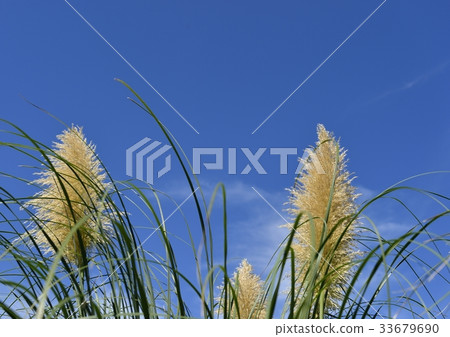 Shiori神社和藍天 Shiori神社和藍天 33679690