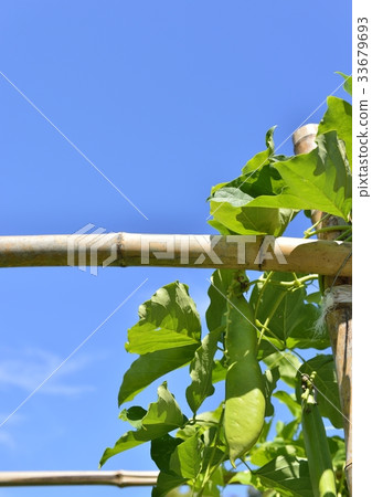 納豆豆正在種植 33679693