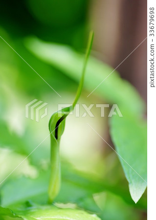 Karasbyshak flower 33679698