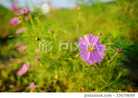 粉紅色的宇宙 粉紅色的宇宙 33679699