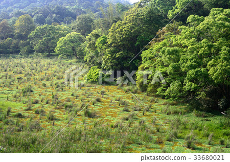 Water hibiscus 33680021