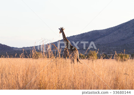 Giraffe from South Africa,Pilanesberg Park Giraffe from South Africa,Pilanesberg Park 33680144