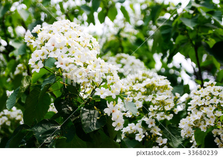 Tung tree flower 33680239