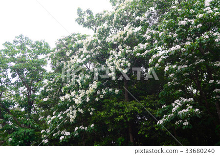 Tung tree flower Tung tree flower 33680240
