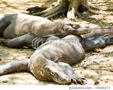 Komodo Dragon, Indonesia Komodo Dragon, Indonesia 33680271