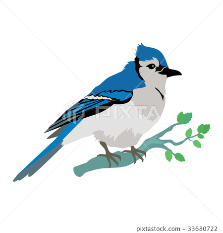 Blue Jay Flat Design Vector Illustration Blue Jay Flat Design Vector Illustration 33680722