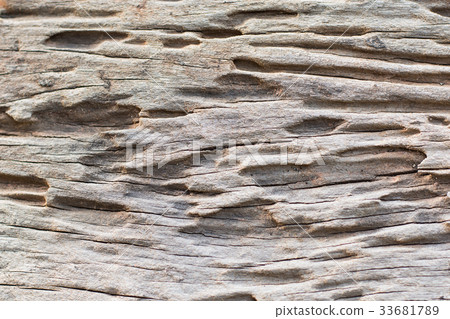 Traces of termites eat wood Traces of termites eat wood 33681789