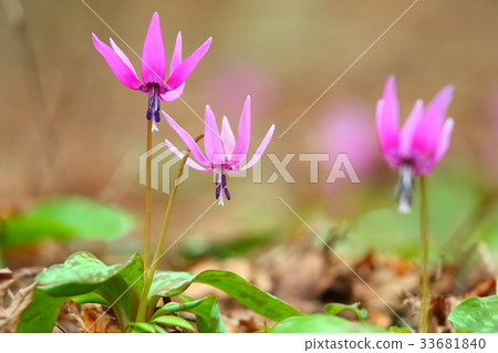 Katakuri花 33681840