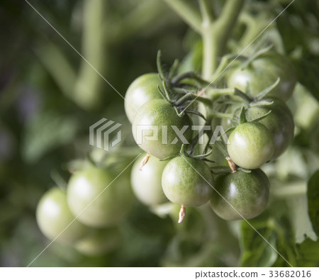 Growing the tomatoes. Unripe tomatoes Growing the tomatoes. Unripe tomatoes 33682016