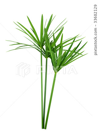 papyrus green plant isolated on white background 33682129
