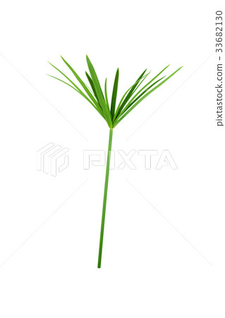 papyrus green plant isolated on white background papyrus green plant isolated on white background 33682130