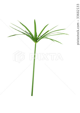 papyrus green plant isolated on white background papyrus green plant isolated on white background 33682133