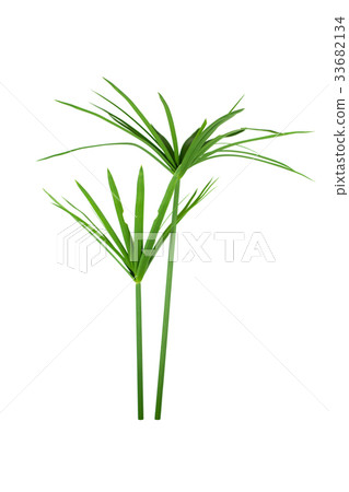 papyrus green plant isolated on white background papyrus green plant isolated on white background 33682134