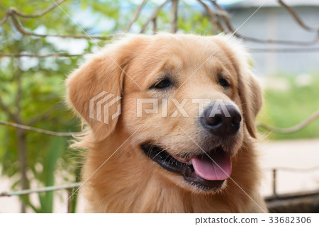 Portrait of a golden retriever dog 33682306