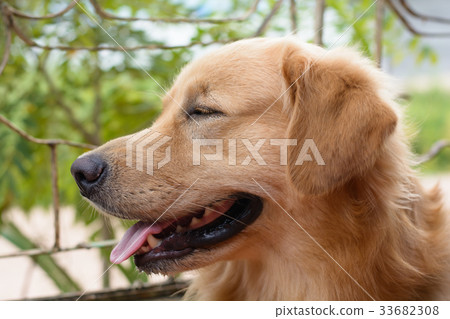 Portrait of a golden retriever dog 33682308