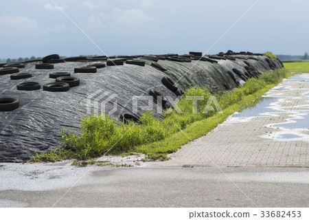 Ensilage on a dairy farm Ensilage on a dairy farm 33682453
