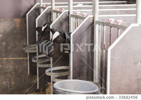 Newborn calves 33682456