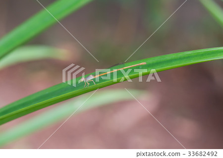 Small dragonfly on a Pandan  leaf 33682492