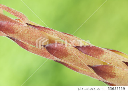 Detail of the stem of Sempervivum tectorum. Detail of the stem of Sempervivum tectorum. 33682539