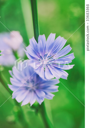 Chicory flower in nature Chicory flower in nature 33683868