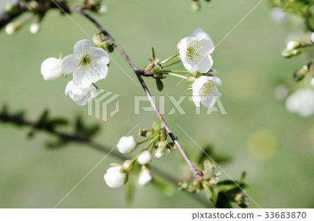 Cherry spring flowers Cherry spring flowers 33683870
