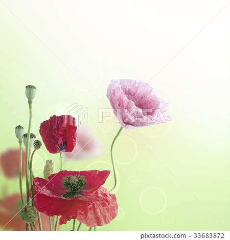 Poppy flowers background Poppy flowers background 33683872