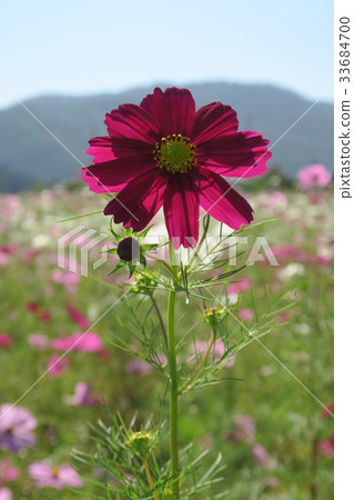 Dream cosmos garden Dream cosmos garden 33684700