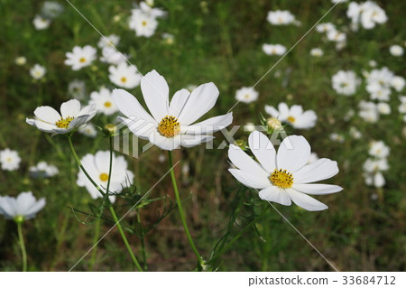 夢宇宙花園 夢宇宙花園 33684712