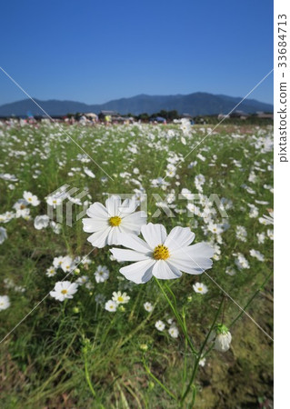 Dream cosmos garden Dream cosmos garden 33684713