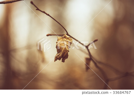 Autumn dry leaf Autumn dry leaf 33684767