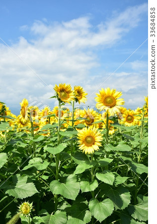 Yamanashi Prefecture Akeno sunflower field Yamanashi Prefecture Akeno sunflower field 33684858