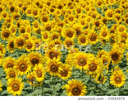 Yamanashi Prefecture Akeno sunflower field 33684878