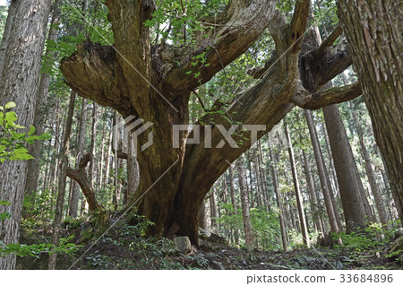 Ancient cedar of Seki 33684896