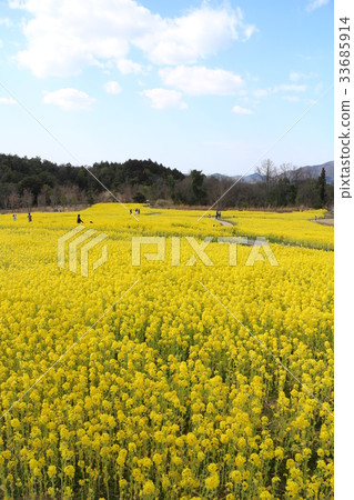 強奸的領域在國家sanki manno公園開花 強奸的領域在國家sanki manno公園開花 33685914