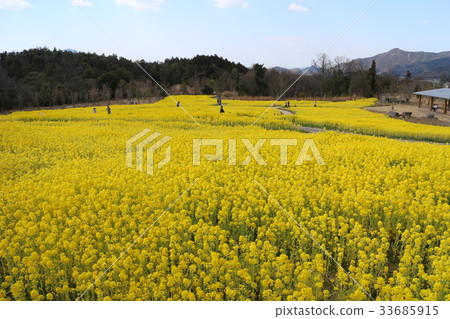 A field of rape blossoms in the national sanki manno park 33685915