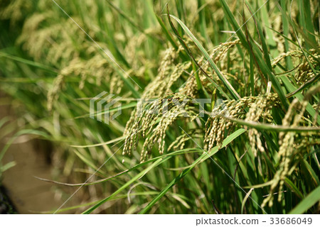 稻穗 33686049