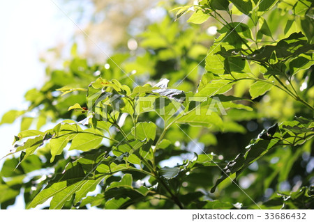 Leaf of Simonna Neko 33686432