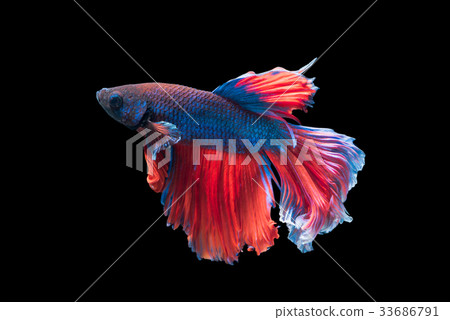 beautiful fighting fish isolated on black  33686791