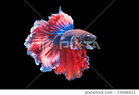 Betta splendens, beautiful fighting fish isolated Betta splendens, beautiful fighting fish isolated 33686811