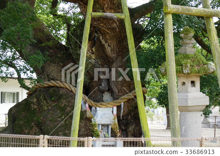 Shikoku Zentsu-ji Temple 1200歲 33686913