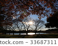 Fall landscape 33687311