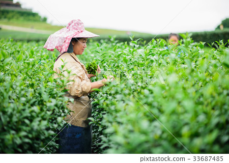 woman picks tea despite ongoing labor strikes 33687485